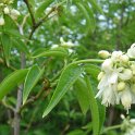 Staphylea colchica